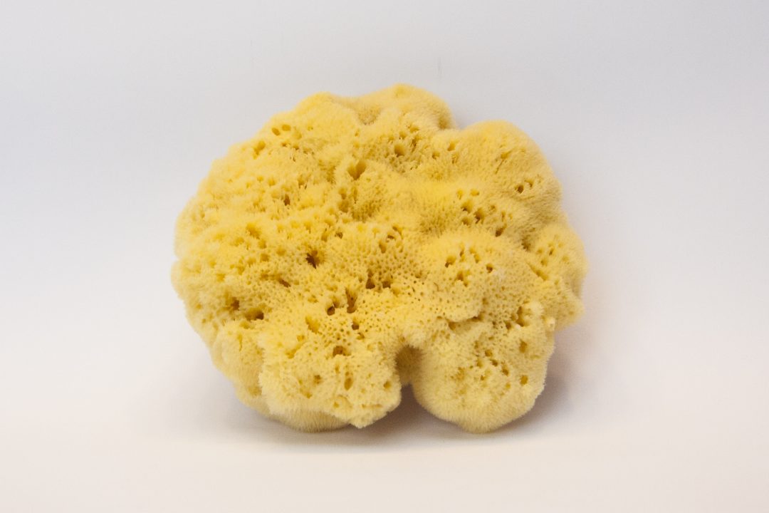 Jadranska spužva L AQUASUB